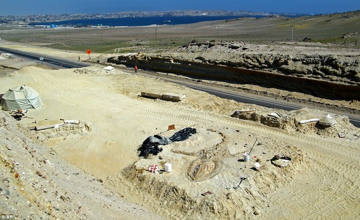 Nghĩa địa này vô tình được phát hiện trong một dự án mở đường cao tốc băng qua sa mạc Atacama